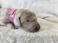 Kinzleigh - AKC, a female Weimaraner for sale in Bois D Arc, MO – 6 of 10