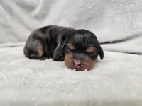 Runa - Blue Merle Phantom, a female Cavapoo for sale in Bois D Arc, MO – 2 of 10