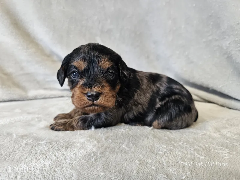 Runa - Blue Merle Phantom – Cavapoo puppy for sale in Bois D Arc, MO