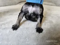 Azriel, a male Schnoodle for sale in Bois D Arc, MO – 4 of 10