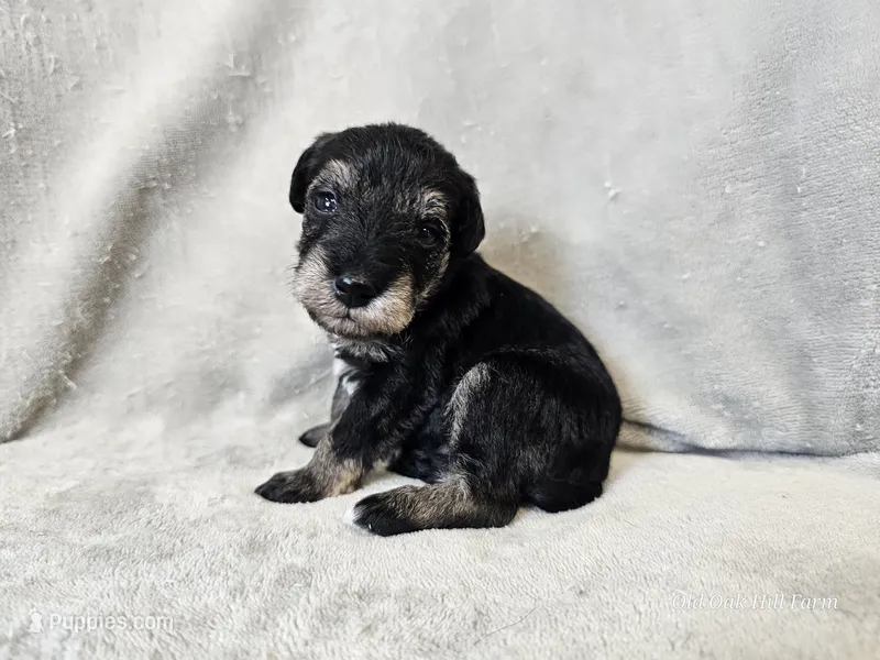 Rhysand – Schnoodle puppy for sale in Bois D Arc, MO
