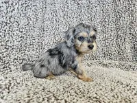 Merlin- blue merle phantom , a male Cavapoo for sale in Bois D Arc, MO – 2 of 10