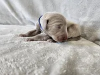 Crix - AKC, a male Weimaraner for sale in Bois D Arc, MO – 8 of 10