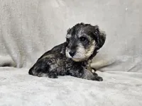 Azriel, a male Schnoodle for sale in Bois D Arc, MO – 8 of 10