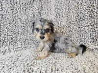 Merlin- blue merle phantom , a male Cavapoo for sale in Bois D Arc, MO – 7 of 10