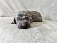Khaizer - AKC, a male Weimaraner for sale in Bois D Arc, MO – 4 of 10