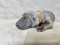 Khaizer - AKC, a male Weimaraner for sale in Bois D Arc, MO – 7 of 10