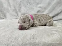 Suri - AKC, a female Weimaraner for sale in Bois D Arc, MO – 2 of 10