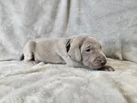 Kincaid - AKC, a male Weimaraner for sale in Bois D Arc, MO – 9 of 10