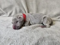Mira - AKC, a female Weimaraner for sale in Bois D Arc, MO – 6 of 10