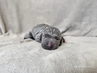 Macy - AKC, a female Weimaraner for sale in Bois D Arc, MO – 6 of 10