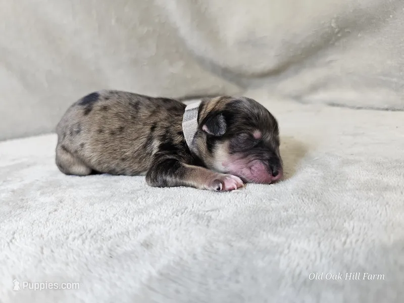 Tamlin – Schnoodle puppy for sale in Bois D Arc, MO