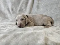 Kincaid - AKC, a male Weimaraner for sale in Bois D Arc, MO – 5 of 10