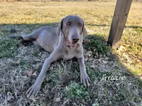 Gracie, a female Weimaraner for sale in Bois D Arc, MO – 3 of 3