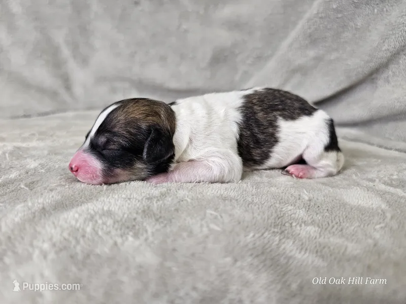 Suki – Bichpoo puppy for sale in Bois D Arc, MO