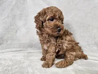 Adelaide - Full AKC, a female Poodle - Miniature  for sale in Bois D Arc, MO – 4 of 10