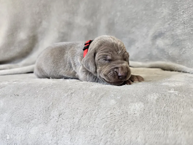 Kashmir - AKC – Weimaraner puppy for sale in Bois D Arc, MO