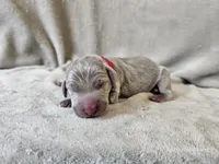 Mira - AKC, a female Weimaraner for sale in Bois D Arc, MO – 8 of 10