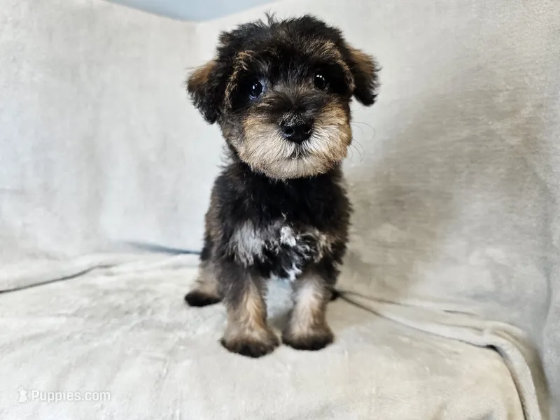 Cassian – Schnoodle puppy for sale in Bois D Arc, MO