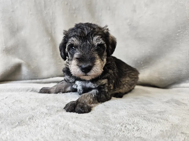 Azriel – Schnoodle puppy for sale in Bois D Arc, MO