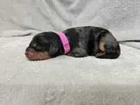 Runa - Blue Merle Phantom, a female Cavapoo for sale in Bois D Arc, MO – 3 of 10