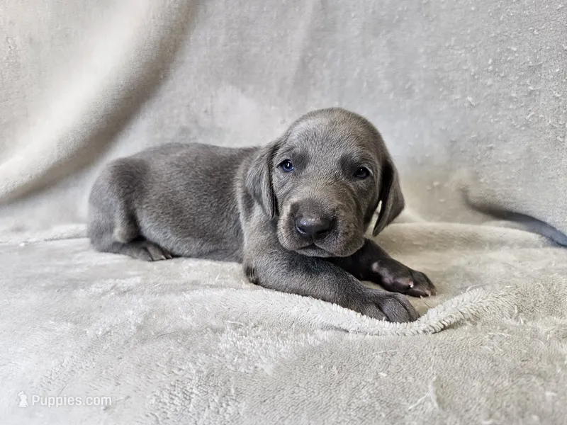 Monty - AKC – Weimaraner puppy for sale in Bois D Arc, MO