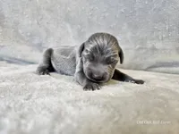 Cayson - AKC, a male Weimaraner for sale in Bois D Arc, MO – 4 of 10