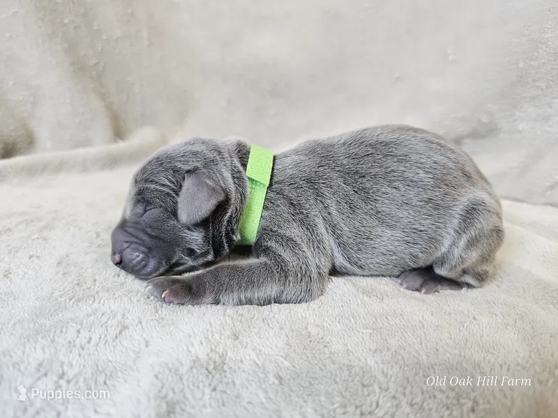 Marley - AKC – Weimaraner puppy for sale in Bois D Arc, MO