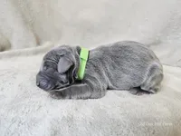 Marley - AKC, a male Weimaraner for sale in Bois D Arc, MO – 1 of 10