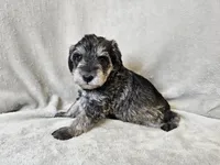 Azriel, a male Schnoodle for sale in Bois D Arc, MO – 2 of 10