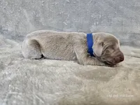 Crix - AKC, a male Weimaraner for sale in Bois D Arc, MO – 9 of 10