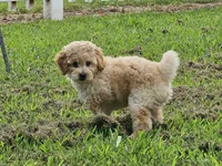 Anne - AKC, a female Poodle - Miniature  for sale in Bois D Arc, MO – 7 of 10