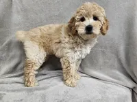 Anne - AKC, a female Poodle - Miniature  for sale in Bois D Arc, MO – 4 of 10