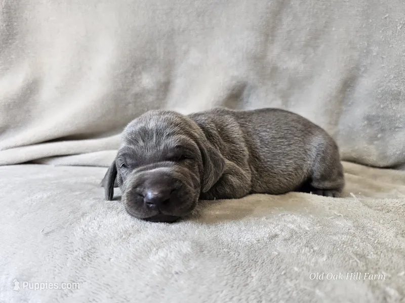 Khaos- AKC – Weimaraner puppy for sale in Bois D Arc, MO