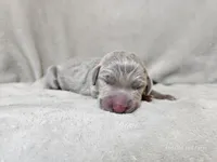 Mira - AKC, a female Weimaraner for sale in Bois D Arc, MO – 2 of 10