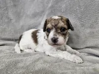 Pixel, a male Poochon for sale in Bois D Arc, MO – 4 of 10