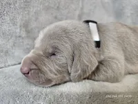 Pippa - AKC, a female Weimaraner for sale in Bois D Arc, MO – Photo 9 of 10