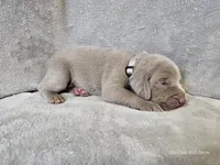 Pippa - AKC, a female Weimaraner for sale in Bois D Arc, MO – Photo 10 of 10