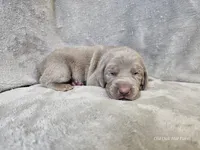 Pippa - AKC, a female Weimaraner for sale in Bois D Arc, MO – Photo 2 of 10