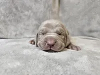 Pippa - AKC, a female Weimaraner for sale in Bois D Arc, MO – Photo 3 of 10