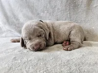 Pippa - AKC, a female Weimaraner for sale in Bois D Arc, MO – Photo 5 of 10