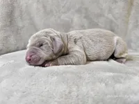 Pippa, a female Weimaraner for sale in Bois D Arc, MO – Photo 9 of 10