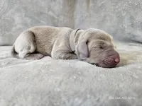 Pippa, a female Weimaraner for sale in Bois D Arc, MO – Photo 8 of 10