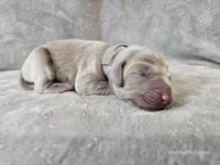 Pippa, a female Weimaraner for sale in Bois D Arc, MO – Photo 6 of 10