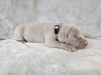 Pippa - AKC, a female Weimaraner for sale in Bois D Arc, MO – Photo 4 of 10