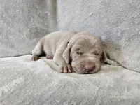 Pippa - AKC, a female Weimaraner for sale in Bois D Arc, MO – Photo 1 of 10