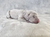 Pippa, a female Weimaraner for sale in Bois D Arc, MO – Photo 4 of 10