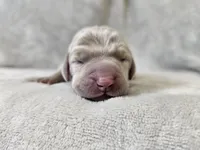 Pippa, a female Weimaraner for sale in Bois D Arc, MO – Photo 2 of 10