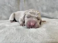 Pippa, a female Weimaraner for sale in Bois D Arc, MO – Photo 10 of 10
