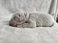 Pippa, a female Weimaraner for sale in Bois D Arc, MO – Photo 7 of 10